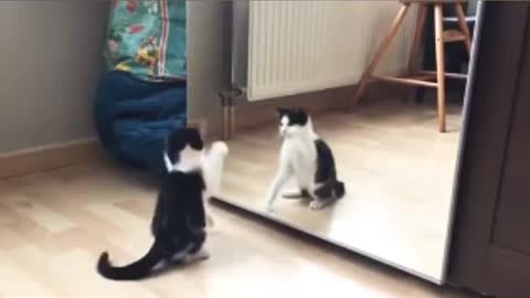 Funny rabit cute cat vs mirror very funny video