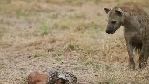 The Hyena, Impala and Python