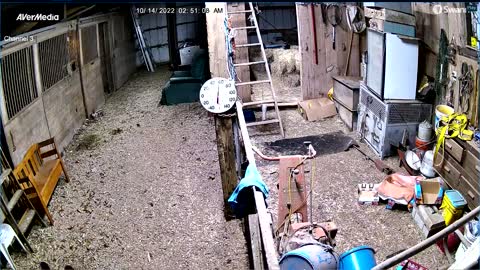 Bear Follows Mini Donkey into Barn and Chases it Out