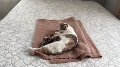 German Shepherd Puppy Meets Mom Cat with Newborn Kittens for the First Time