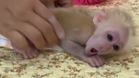 Smart baby monkey