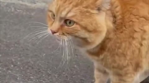 Viral cat video 👆👆👆