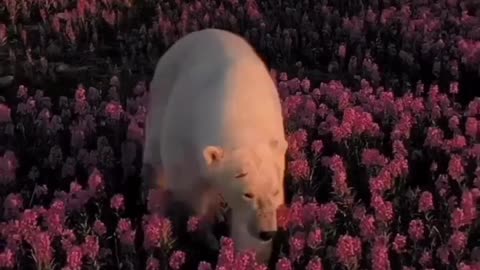 POLAR BEAR ON A WALK