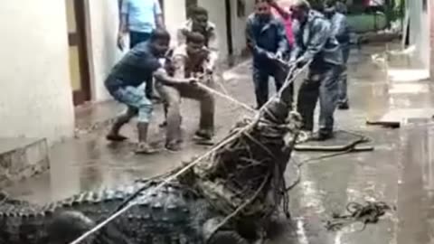 Gigantic Crocodile Sweeps into Residential Area During Rains in Uttar Pradesh | #viralvideo |#viral