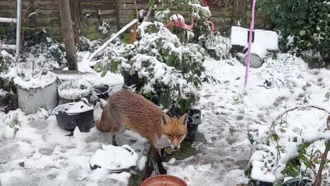 Hungry foxy.