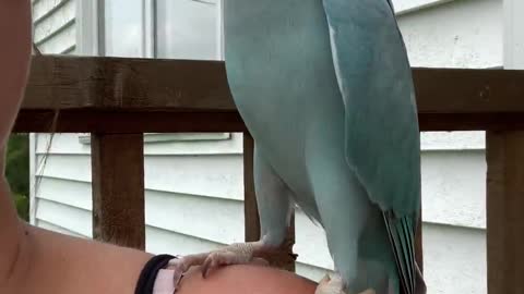 Kiwi the Parrot is a Chatterbox