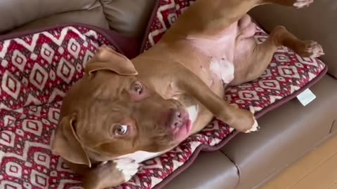 Funny Dog Pitbull