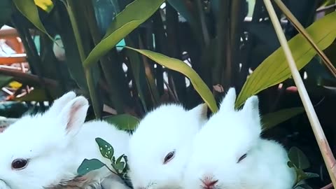 Beautiful rabbit pair eating grass