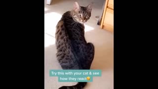 HOLDING YOUR LAUGH while Watching these video - Funny Cat