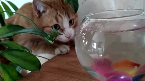 Cat and fish