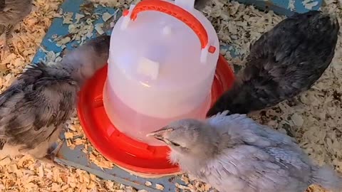 The Chipper Chicks~ Convo's At The Water Cooler