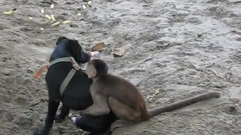 capuchin monkeys and puppy playing