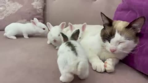 Baby Bunnies Wake Up a Sleeping and Lazy Cat