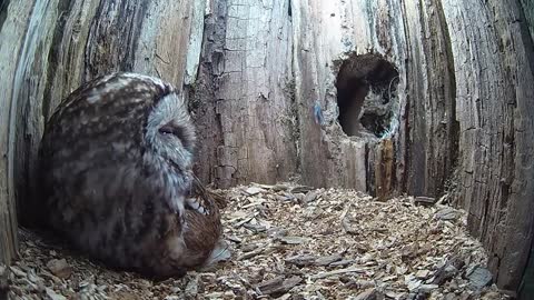 Tawny Owl Luna's Tragic Loss Has a Happy Ending🦉