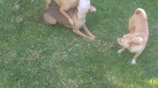 Dogs play fighting