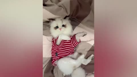 funny animal videos