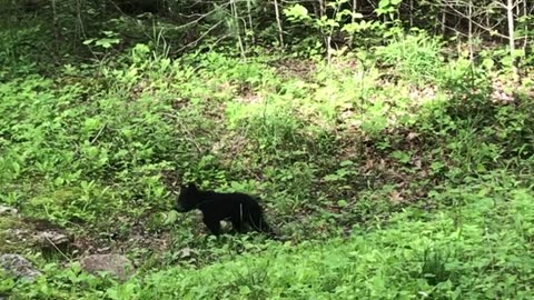 Bear cub in Cades Cove