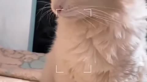 this cute cat is having