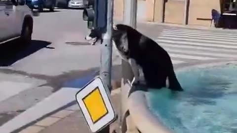 Dog enjoy swimming