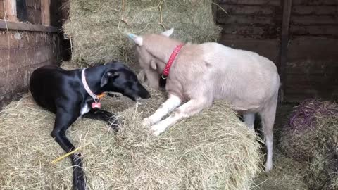 Dog and Goat Best Friends Eating Hay Together