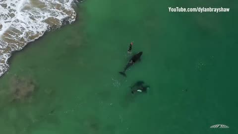 Orcas playing with swimmer at Hahei Beach, New Zealand (Original)