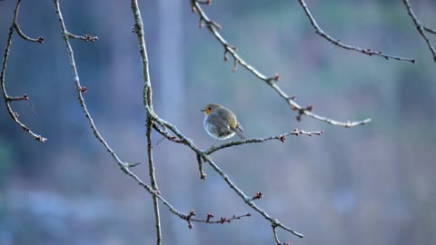 Enjoy watching Volcano mountain jungl and Robin bird perched