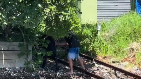 Boaters Rescue Stranded Calf