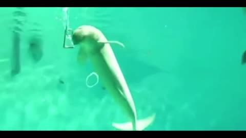 Dolphins take oxygen