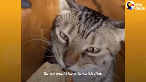 Cat with Asthma Has the most caring ded