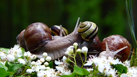 Snails snails