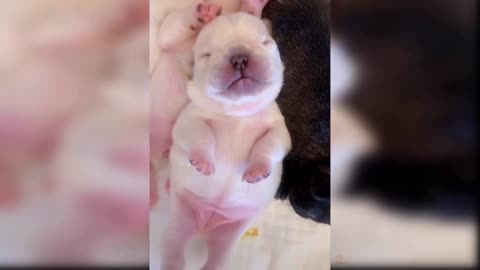 Newborn puppies need help to go to the bathroom