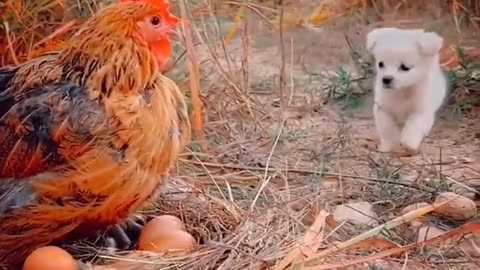 Puppis Love Cute Chicken - Animals Best Compilation 2023 - Animals Funny Videos #shorts #animals