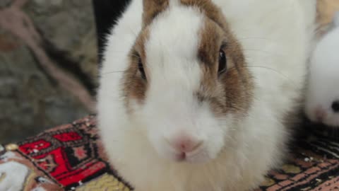 Mesmerizing Close-Up of a Rabbit