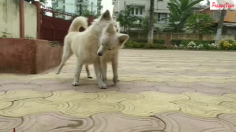 Twin Puppies| cutest puppies funniest moments| #puppiesmasti