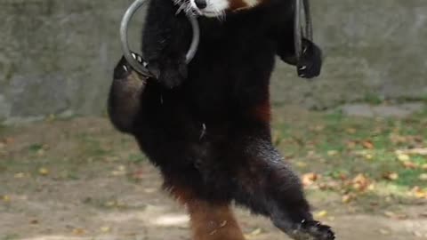 The red panda