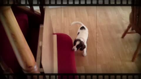 This puppy really wants to get upstairs!