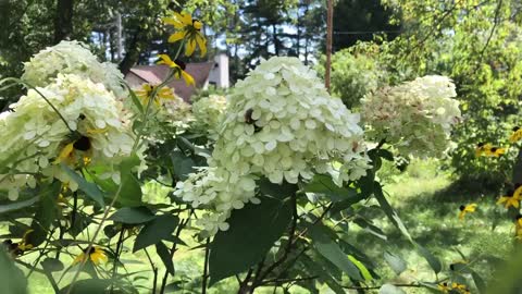 Limelight Hydrangea Standard