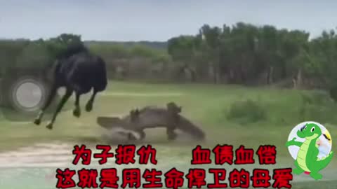 The Brave Horse - Kick the Crocodile Continuously - Funny Horse