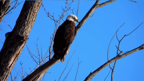 Hunk eagle is watching and waiting for hunt