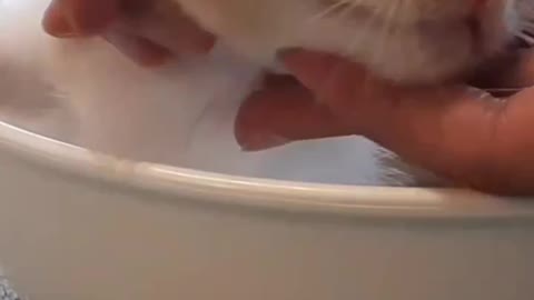 Cat in Bowl looking so cute