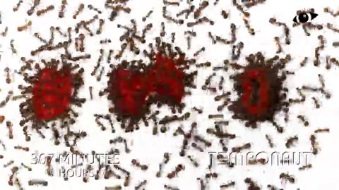 Ants vs 2020 Time Lapse