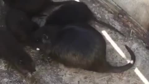 Mother nutria with cubs