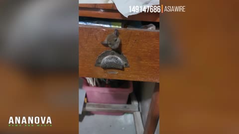 Rat's Head Found Trapped In Desk Handle