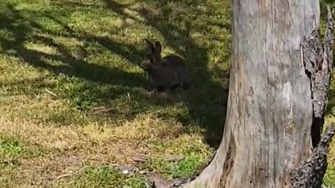 bunny #bunny #rabbit #shorts #satisfying #asmrsounds #viral #petlover #pets #pet #animal