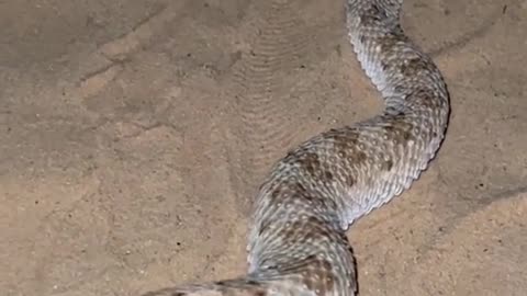 Angry snake crawling