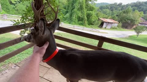 Bucky the deer