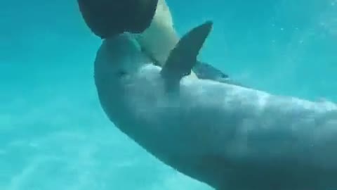 Naughty dolphin