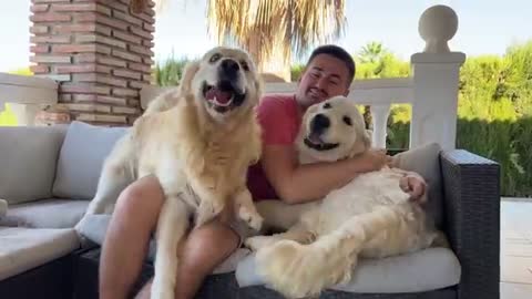 A Golden Retriever's Reaction to Me Hugging Another Puppy