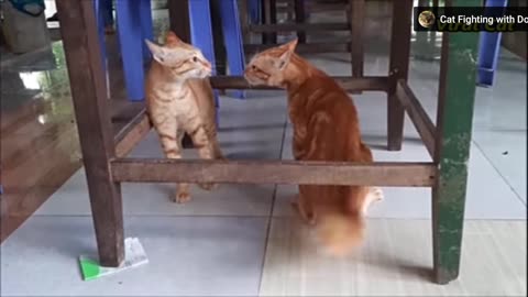 Funny cats video