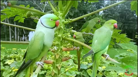 Indian Ringneck Parrot